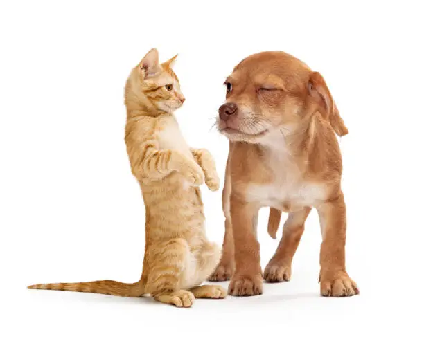 Photo of Funny Puppy Scowling at Playful Kitten