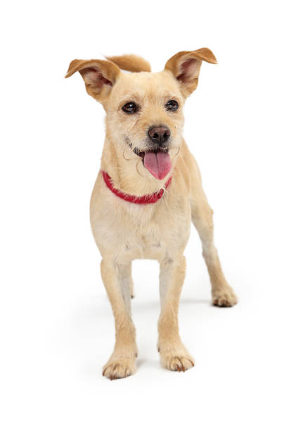istock Happy smiling scruffy terrier puppy dog 1152479176