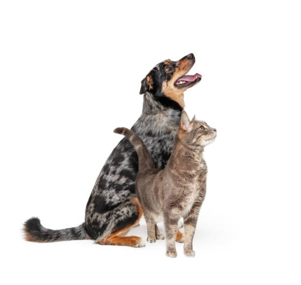 istock Excited Aussie Dog and Cat Together Looking Up 1152479179