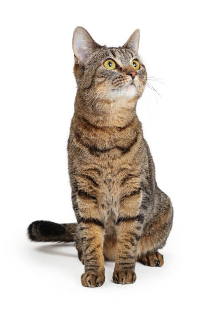 istock Brown Tabby Cat Sitting Looking Up 1152479181