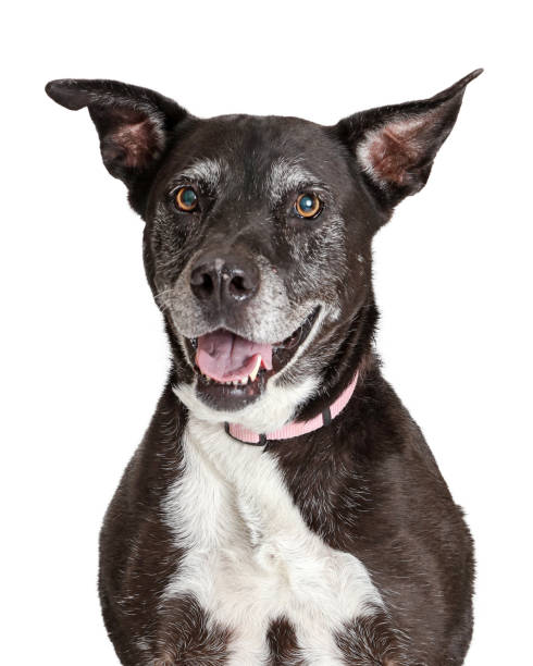 istock Happy Old Large Dog Closeup 1152479223