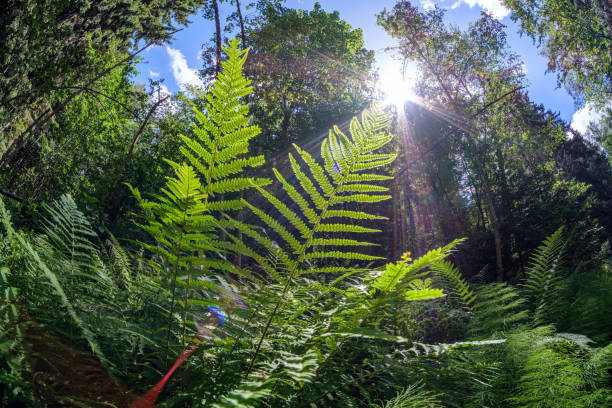 istock foliage leaf grass texture in green sunny summer time 1152479969