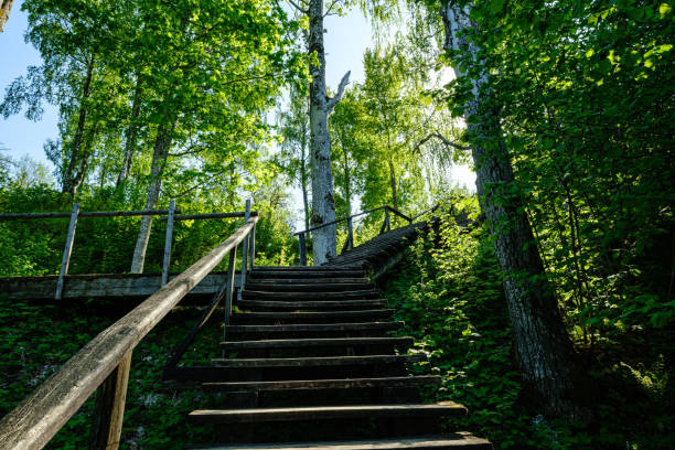 istock wooden fire watchtower construction details 1152480085