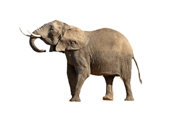 istock Isolated Large Elephant Head Up Big Tusks 1152480688