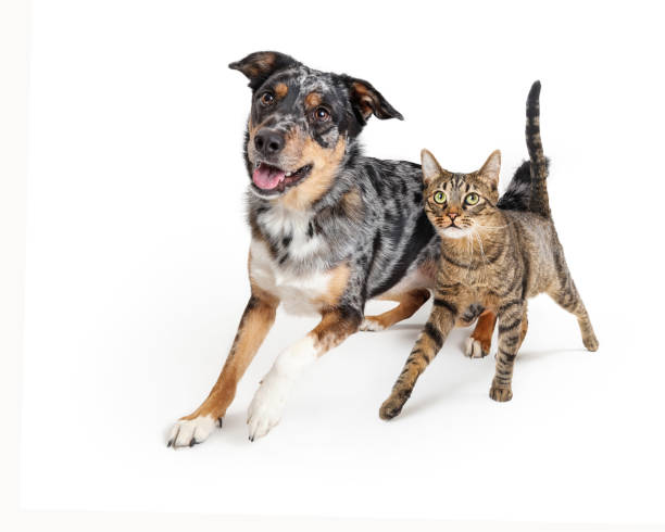 istock Excited Dog and Cat Walking Forward Together 1152480711