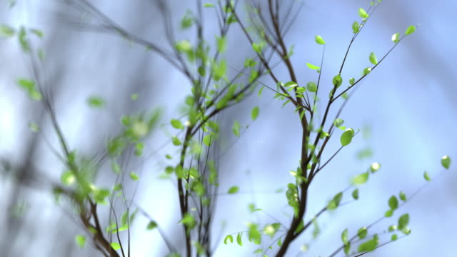 Tree branches growth animation/timelapse