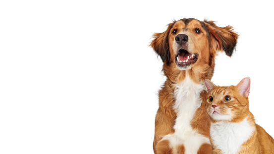Closeup of happy mixed breed brown color large dog and orange tabby cat together over white with room for text