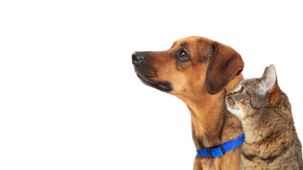 istock Dog and Cat Facing Side Together on White Closeup 1152481337