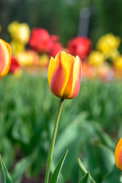 istock tulips in the flower bed 1152482533