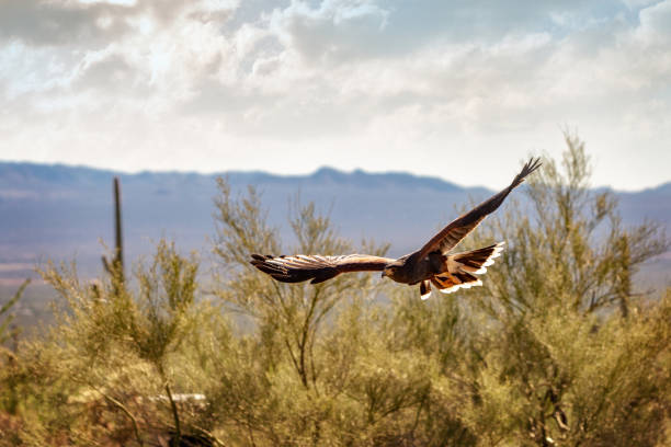 harris hawk soaring over arizona landscape - arizona wildlife imagens e fotografias de stock