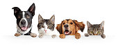 istock Cats and Dogs Peeking Over White Web Banner 1152482732