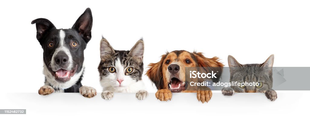 Cats and Dogs Peeking Over White Web Banner Funny happy dogs and cats peeking over blank white web banner or social media cover with paws hanging over Dog Stock Photo