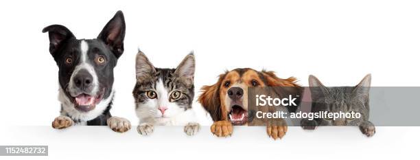 Cats And Dogs Peeking Over White Web Banner Stock Photo - Download Image Now - Dog, Domestic Cat, Pets