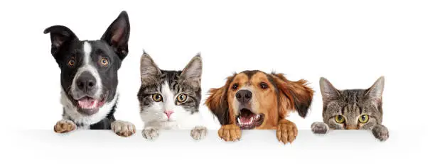 Funny happy dogs and cats peeking over blank white web banner or social media cover with paws hanging over