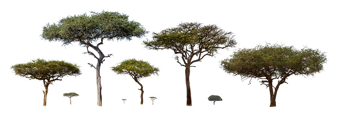 Collection of isolated African Acacia trees extracted and isolated on white background for compositing