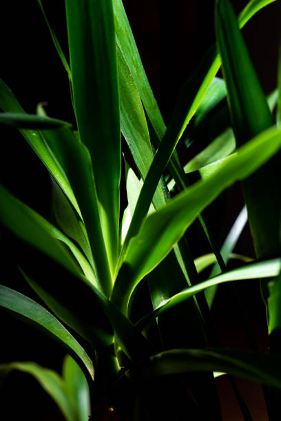 istock Green Yucca Front of The Black Background 1152485469