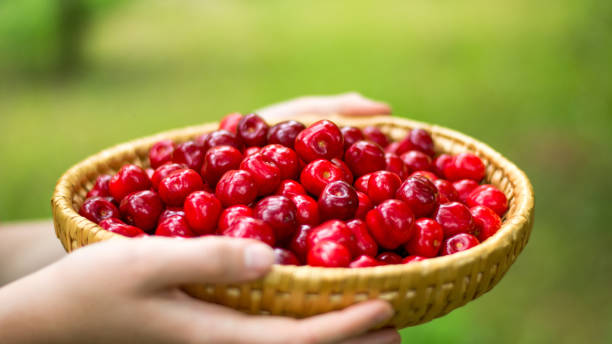 istock a bowl of cherry 1152485593