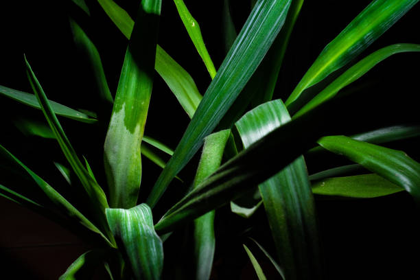 istock Green Yucca Front of The Black Background 1152485980
