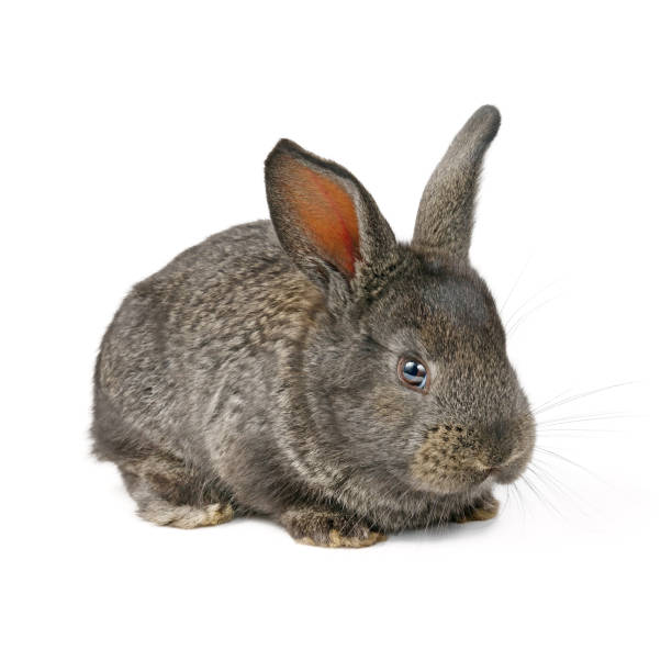 istock Little domestic rabbit isolated on white background. 1152486523