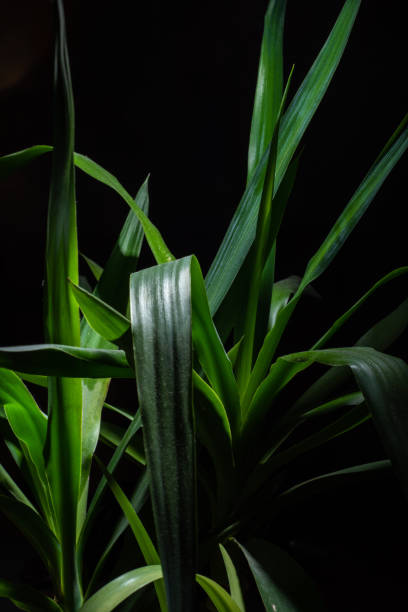 Green Yucca Front of The Black Background