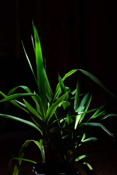 Green Yucca Front of The Black Background