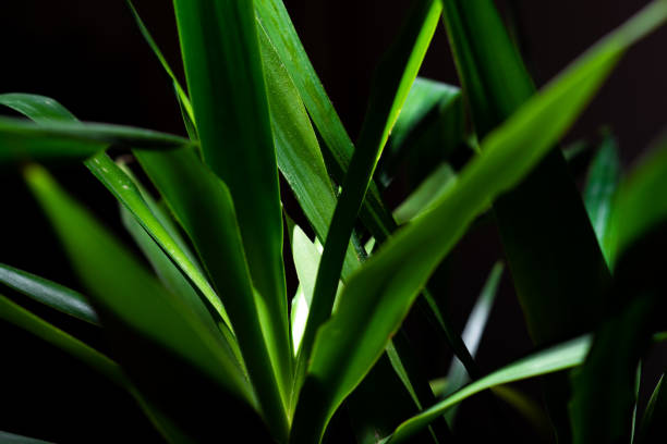 Green yucca, studio light, spot