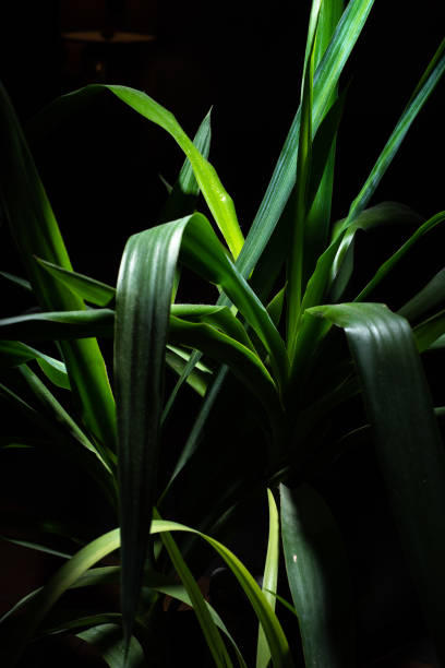 istock Green Yucca Front of The Black Background 1152486814