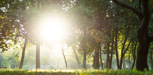 istock sunlight in the forest at summer 1152486883