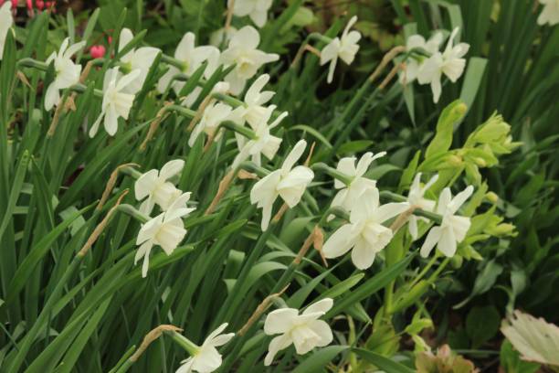 istock Garden Flowers 1152495403