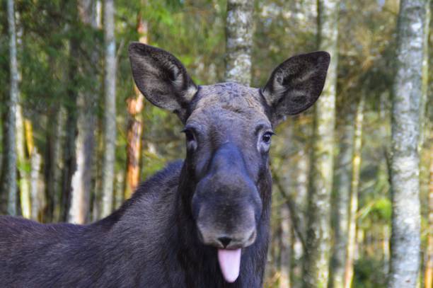 an  Alaska Yukon bull moose in autumn in Alaska