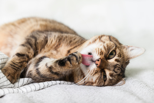 Energizer young tabby mixed breed cat on light gray coat in contemporary bedroom. Pet lick paws and warms on blanket in cold winter weather. Pets friendly and care concept.