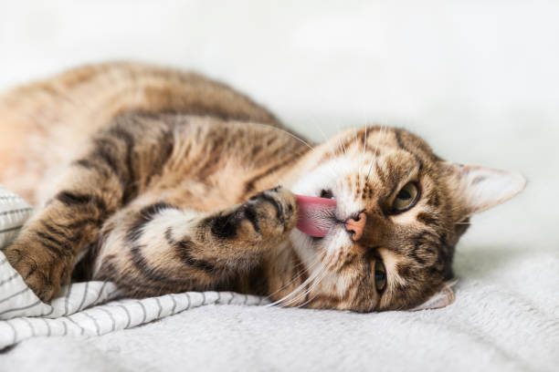 Energizer young tabby mixed breed cat on light gray coat in contemporary bedroom. Pet lick paws and warms on blanket in cold winter weather. Pets friendly and care concept. Energizer young tabby mixed breed cat on light gray coat in contemporary bedroom. Pet lick paws and warms on blanket in cold winter weather. Pets friendly and care concept. warms stock pictures, royalty-free photos & images