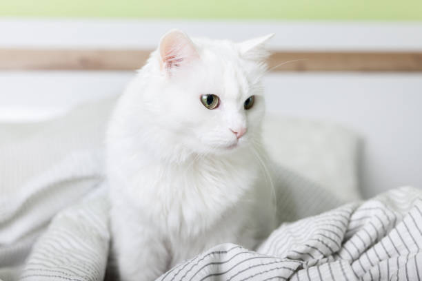 Cozy young white mixed breed cat on light gray plaid in contemporary bedroom. Pet warms on blanket in cold winter weather. Pets friendly and care concept. Cozy young white mixed breed cat on light gray plaid in contemporary bedroom. Pet warms on blanket in cold winter weather. Pets friendly and care concept. warms stock pictures, royalty-free photos & images