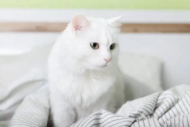 Photo of Cozy young white mixed breed cat on light gray plaid in contemporary bedroom. Pet warms on blanket in cold winter weather. Pets friendly and care concept.