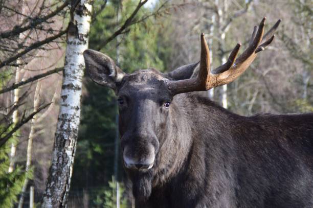 istock Moose in Swedish forest with green background 1152497247