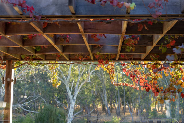 istock Trellis Of Grape Vines 1152498538