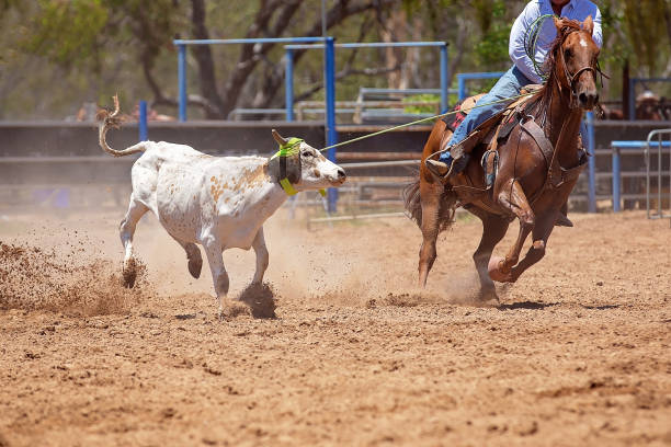 istock Cowboys Roping A Calf At A Rodeo 1152498593