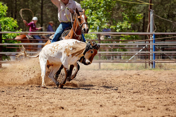 istock Cowboys Roping A Calf At A Rodeo 1152498625