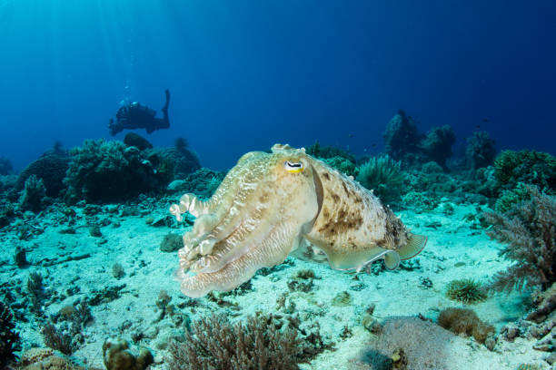 istock Large Cuttlefish and Diver in Tropical Pacific 1152498665