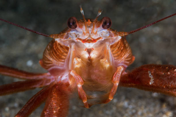 istock Closeup of Tuna Crab Face 1152498717