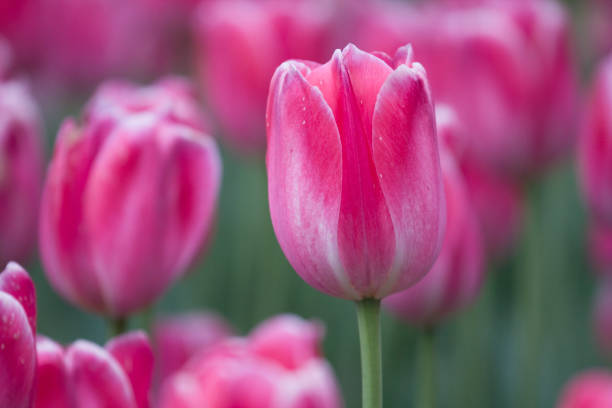 istock Pink tulips in bloom 1152501337