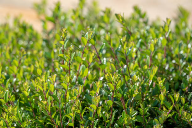 istock Green bushes with trimmed branches and young leaves. 1152501586