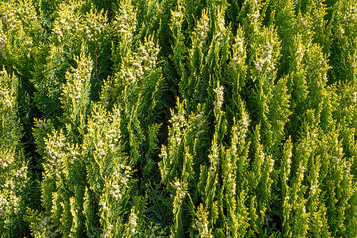 Green branches and young leaves of a thuja tree. Background image.