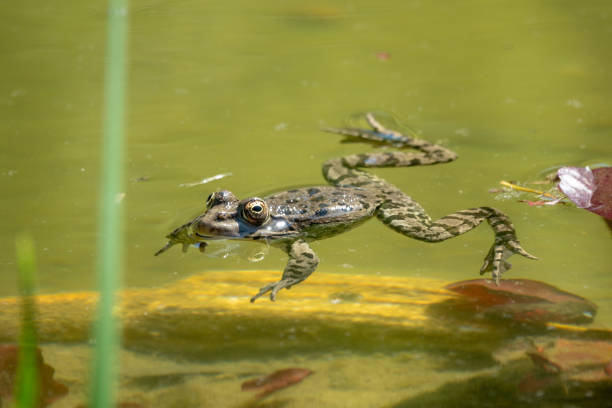 istock A large green frog swims in the marsh. 1152502249