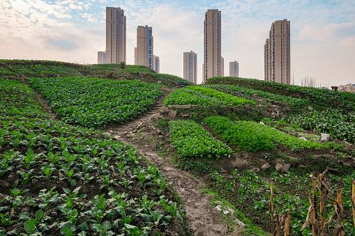 Urban gardening planting growing vegetables. High rise residential areas with rural view and vegetable garden on the foreground. conceptual contrast