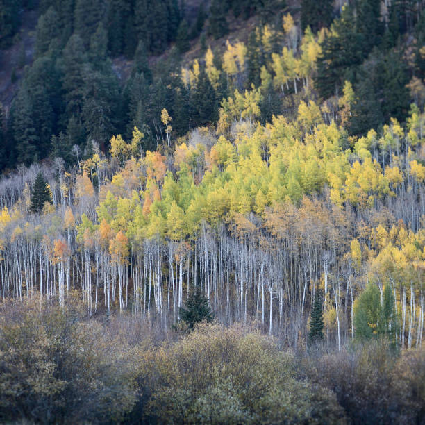 istock Autumn Aspen Grove 1152502420