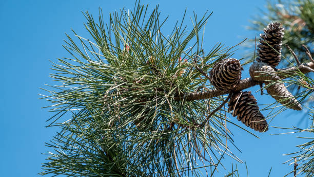 istock A branch of pine with green needles and cones 1152502467