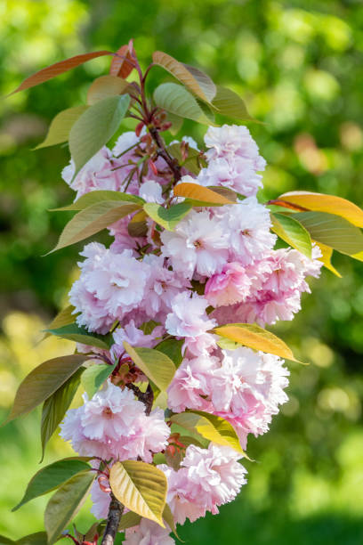 istock Lush blooming pink sakura blossoms. 1152502505