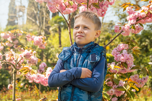 An eight-year-old boy stands among the magnificently blooming Sakura in the rays of sunset.