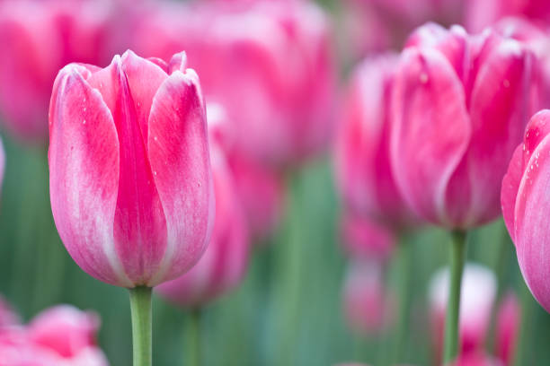 istock Pink tulips in bloom 1152502629